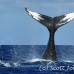 whale_humpback_h_00122_dom2162.jpg